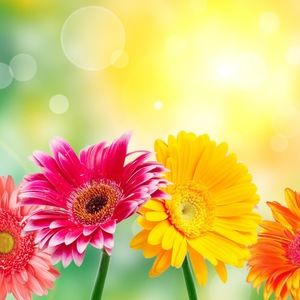 Meet your Posher, Sierra